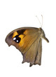 ����: Butterfly � Downunderphoto #33045524