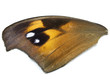����: Butterfly Wing � Downunderphoto #33045526