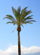 Image of palm in front of the sky