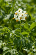Potato leaves and flowers