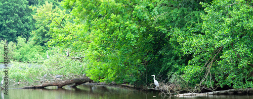 Foto: Graureiher (Ardea cinerea) am See Graureiher (Ardea cinerea) am See