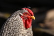 Huhn