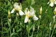 Lilien