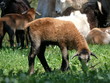 Kleiner Bock