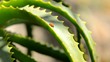 Detalii fotografie Aloe Vera