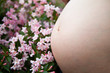 Weigelie und Babybauch