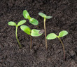 new life