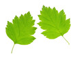 green leaf isolated