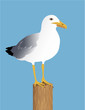 Vektor: Möwe Möwe