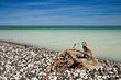 Die Ostseeküste auf Rügen.