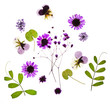 summer flowers