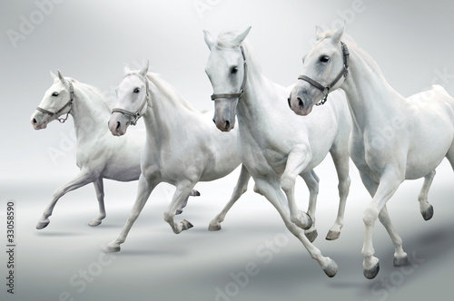Photo: White horses White horses