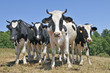 Vaches Vaches