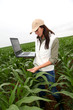 Agronomist examining plant in corn field
