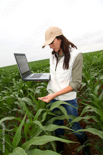 Photo: Agronomist examining plant in corn field Agronomist examining plant in corn field