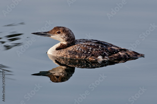 Photo: Common Loon (Gavia immer) Common Loon (Gavia immer)