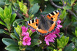 Farfalla nera arancione su rododendro