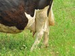 Ubres de vaca, cow udder.