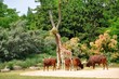 Photo: watusis watusis