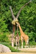 Photo: girafes girafes