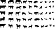 collection of farm animals silhouettes - vector collection of farm animals silhouettes - vector