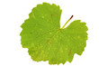 Grape leaf Grape leaf