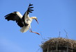 Cigogne