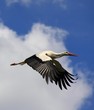 Cigogne