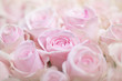 Rosa Rosen