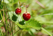 Walderdbeeren
