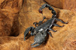 Skorpion Pandinus imperator