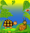 nice terrapin and snail in herb nice terrapin and snail in herb