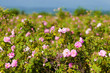 Real Bulgarian Damascena Rose Real Bulgarian Damascena Rose
