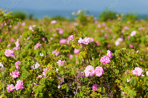 Photo: Real Bulgarian Damascena Rose Real Bulgarian Damascena Rose