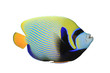Emperor Angelfish (Pomacanthus imperator) on white background