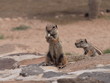 Foto: Streifenhörnchen Streifenhörnchen