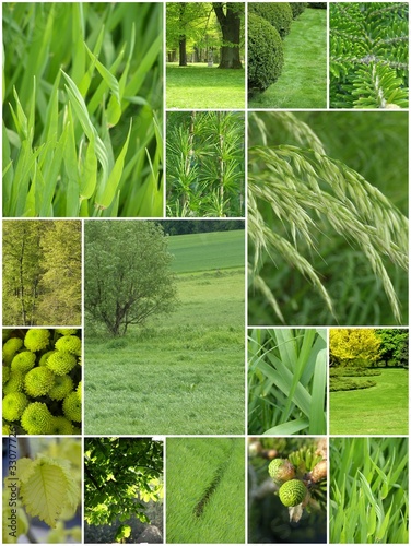 Photo: Wszechobecna zieleń Wszechobecna zieleń