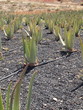 Foto: Aloevera-Feld Aloevera-Feld