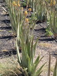 Foto: Aloevera-Feld Aloevera-Feld