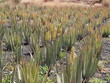 Foto: Aloevera-Feld Aloevera-Feld