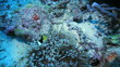 Clarkii (Black african, Orange finned) clownfish