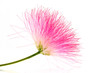 Fleur de l'Albizia julibrissin sur fond blanc