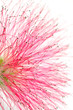 Fleur de l'Albizia julibrissin