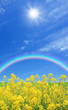 Rapeseed field and rainbow