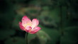 Plants of beautiful lotus garden shaken by wind