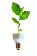 green lamp