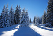 snowy forest
