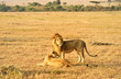 male and female lion
