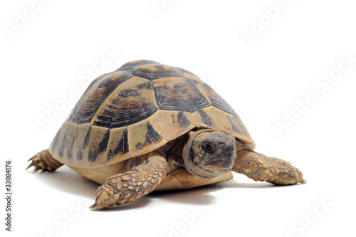 Photo: tortue Hermann tortue Hermann