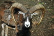 Mufflonbock